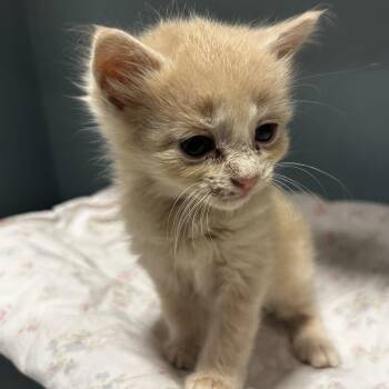 Pompompurin -  Domestic Short Hair Cat for Adoption in Chattanooga, Tennessee - Pompompurin | PetCurious