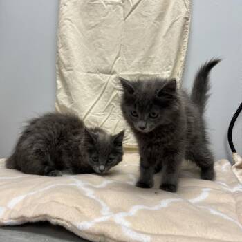Birdie -  Domestic Medium Hair Cat for Adoption in Abbotsford, British Columbia - Birdie | PetCurious