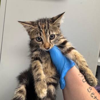 Hinge -  Domestic Short Hair Cat for Adoption in Columbiana, Alabama - Hinge | PetCurious