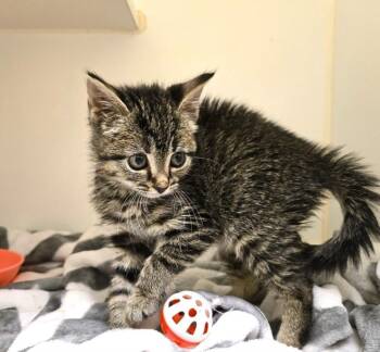 Rescue Domestic Short Hair Cats for Adoption in Texas City, Texas - POTATO | PetCurious