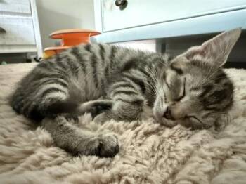 A1265545 -  Domestic Short Hair Cat for Adoption in Charlotte, North Carolina - A1265545 | PetCurious