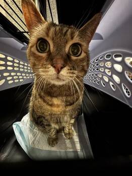 Domestic Short Hair Cats Available for Adoption in Westminster, Maryland - REESE | PetCurious