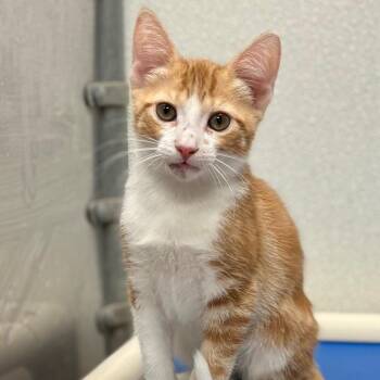Ray -  Domestic Short Hair Cat for Adoption in New York, New York - Ray | PetCurious
