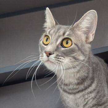 J.J -  Domestic Short Hair Cat for Adoption in Evansville, Indiana - J.J | PetCurious