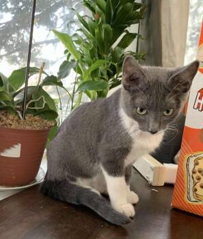 Rescue Domestic Short Hair Cats for Adoption in Anchorage, Alaska - Francis | PetCurious