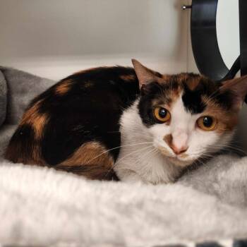 Rescue Domestic Short Hair Cats for Adoption in Elmsford, New York - Sweetie Pie | PetCurious