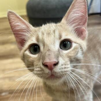 Achilles -  Domestic Short Hair Cat for Adoption - Achilles | PetCurious
