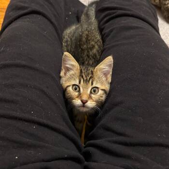 Domestic Short Hair Cats Available for Adoption in Springfield, Ohio - Mouse | PetCurious