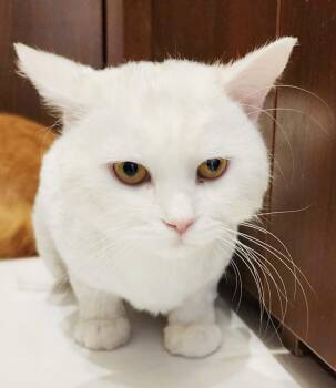Persian and Turkish Angora Cats Available for Adoption in Bedford Hills, New York - Lion Is SOOO Sweet!  Just Was Shaved So Pics/video Look Dorky -  | PetCurious