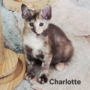 Charolet (pink) -  Domestic Short Hair Cat for Adoption in Blairsville, Georgia - Charolet (pink) | PetCurious