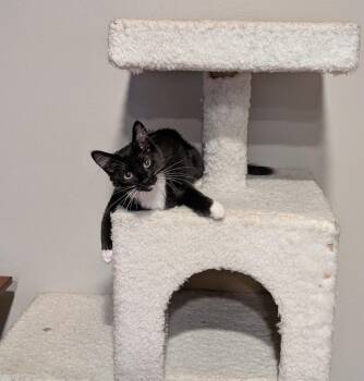 Cece -  Domestic Long Hair Cat for Adoption in Davis, California - Cece | PetCurious