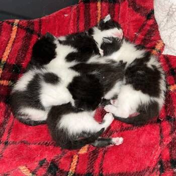 Hydra C11298 -  Domestic Short Hair Cat for Adoption - Hydra C11298 | PetCurious