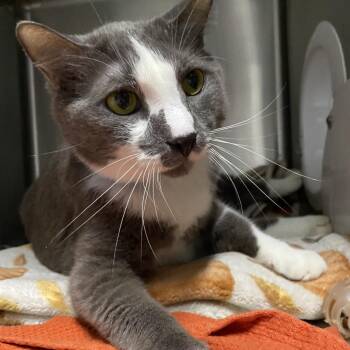 China Town -  Domestic Short Hair and Manx Cat for Adoption in Lakeland, Florida - China Town | PetCurious
