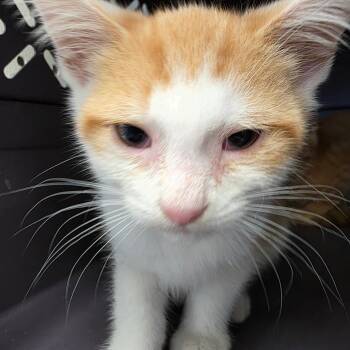 Dean -  Domestic Short Hair Cat for Adoption in Watertown, New York - Dean | PetCurious