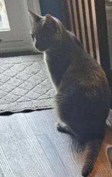 Russian Blue and American Shorthair Cats Available for Adoption in Skippack, Pennsylvania - Frankie | PetCurious