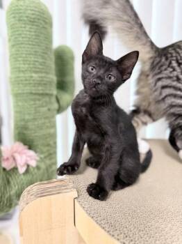 Affogato -  Domestic Short Hair Cat for Adoption in Honolulu, Hawaii - Affogato | PetCurious