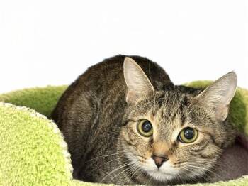 CALYPSO -  Domestic Short Hair Cat for Adoption in Fort Lauderdale, Florida - CALYPSO | PetCurious