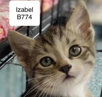 Rescue Domestic Medium Hair Cats for Adoption in Morganton, North Carolina - Isaac | PetCurious