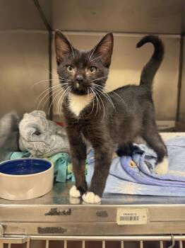 WINSTON -  Domestic Short Hair Cat for Adoption in Fort Wayne, Indiana - WINSTON | PetCurious