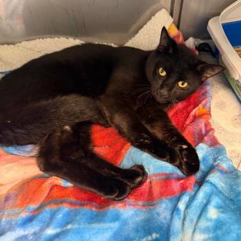 Black Jack -  Domestic Short Hair Cat for Adoption in Pittsburgh, Pennsylvania - Black Jack | PetCurious