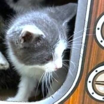 Maine Coon and Tuxedo Cats Available for Adoption in Oakwood, Georgia - GREYCIE - AMAZING MAINE COON MIX GIRL! | PetCurious