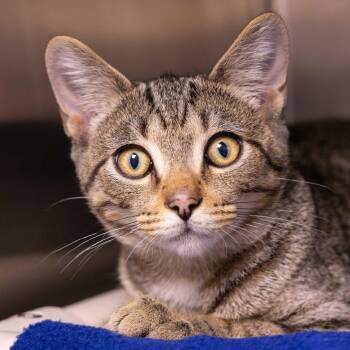Gunner -  Domestic Short Hair Cat for Adoption in Mentor, Ohio - Gunner | PetCurious