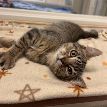 Brownie -  Domestic Long Hair Cat for Adoption in Fresno, California - Brownie | PetCurious