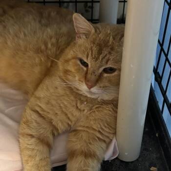 Domestic Short Hair Cats Available for Adoption in Hartford City, Indiana - Heathcliff | PetCurious