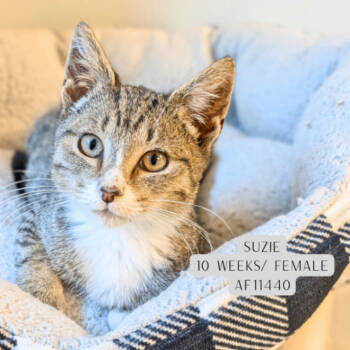 Rescue Domestic Short Hair Cats for Adoption - Suzie | PetCurious