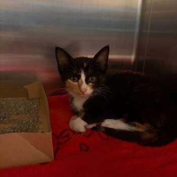 Hannah -  Domestic Short Hair Cat for Adoption in Council Bluffs, Iowa - Hannah | PetCurious