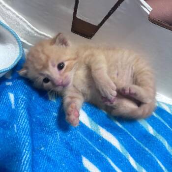 Domestic Short Hair Cats Available for Adoption in Springtown, Texas - Cheeto | PetCurious