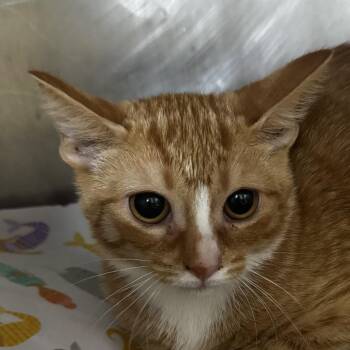 AHNJ-Stray-122841 -  Domestic Short Hair Cat for Adoption in Newark, New Jersey - AHNJ-Stray-122841 | PetCurious