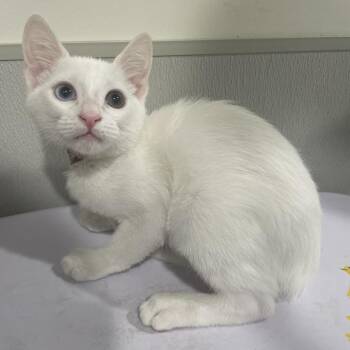 Domestic Short Hair Cats Available for Adoption - Seraphine | PetCurious
