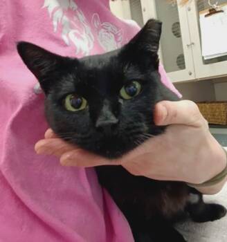 Sweets -  Domestic Short Hair Cat for Adoption in Palm Coast, Florida - Sweets | PetCurious