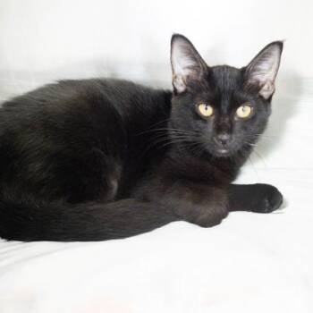 Viola -  Domestic Short Hair Cat for Adoption in Largo, Florida - Viola | PetCurious