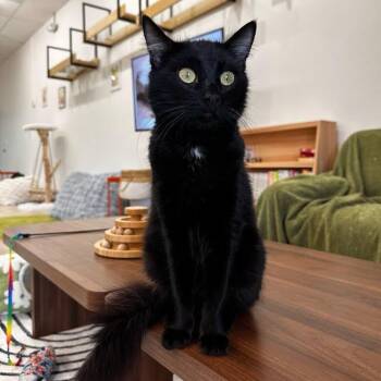 Domestic Medium Hair Cats Available for Adoption - Harrison | PetCurious