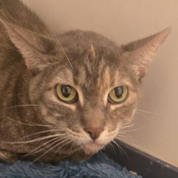 Fancy -  Domestic Short Hair Cat for Adoption in Desert Hot Springs, California - Fancy | PetCurious