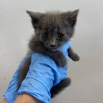 Gris -  Domestic Short Hair Cat for Adoption in San Antonio, Texas - Gris | PetCurious
