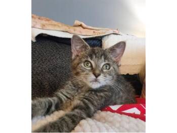LEGEND -  Domestic Short Hair Cat for Adoption in Fort Wayne, Indiana - LEGEND | PetCurious