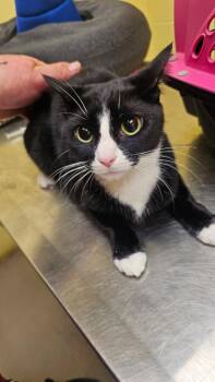Mittens -  Domestic Short Hair Cat for Adoption in Crossville, Tennessee - Mittens | PetCurious