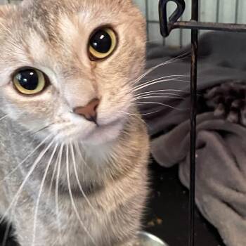 Sea Breeze -  Torbie Cat for Adoption in Stanwood, Washington - Sea Breeze | PetCurious