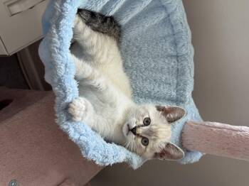 Billy Bob -  Siamese Cat for Adoption in Helendale, California - Billy Bob | PetCurious