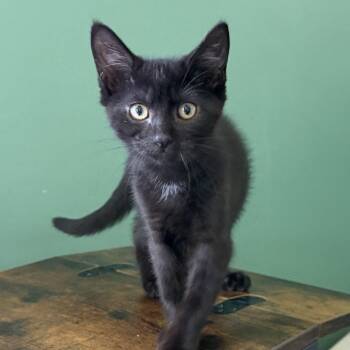 Guppy (Keeler Mama Kitten 2) -  Domestic Short Hair Cat for Adoption in Westport, Connecticut - Guppy (Keeler Mama Kitten 2) | PetCurious