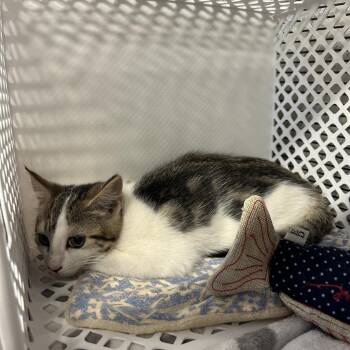 North -  Domestic Short Hair Cat for Adoption in Binghamton, New York - North | PetCurious