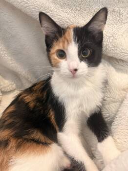 Domestic Short Hair Cats Available for Adoption in O
