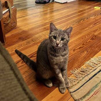 Domestic Short Hair Cats Available for Adoption - Green Bean | PetCurious