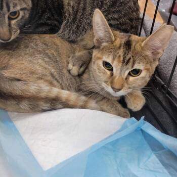 Rescue Abyssinian Cats for Adoption in Antioch, California - POT - FFPR | PetCurious