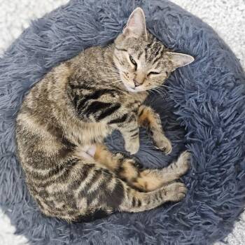 Lexi -  Domestic Short Hair Cat for Adoption in Monticello, Iowa - Lexi | PetCurious