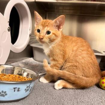 Paste -  Domestic Short Hair Cat for Adoption in South Burlington, Vermont - Paste | PetCurious