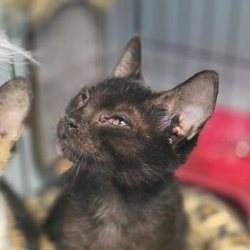 Fuyu (Winter) -  Domestic Short Hair Cat for Adoption in Huntsville, Alabama - Fuyu (Winter) | PetCurious